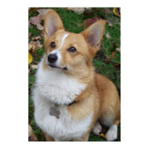 Handsome Corgi posters