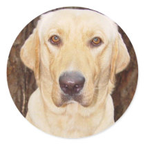 Handsome Lab stickers