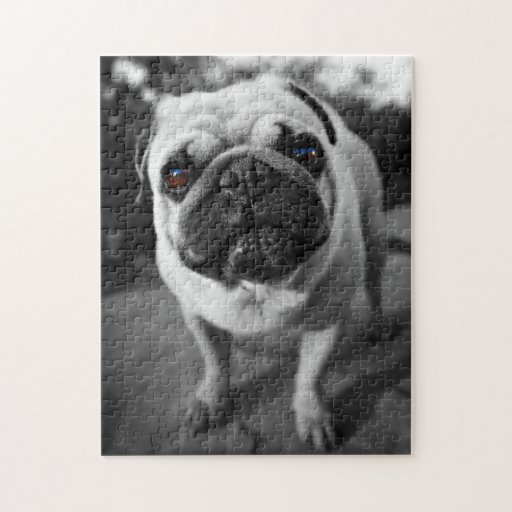 pug jigsaw puzzle handsome pug puzzle pug jigsaw puzzle handsome pug puzzle