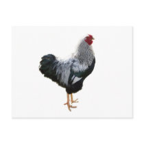 Handsome Silver Penciled Wyandotte Rooster Postcard