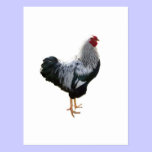 Handsome Silver Penciled Wyandotte Rooster postcards