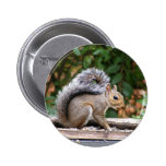 Handsome Squirrel Pinback Buttons