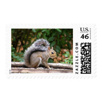 Handsome Squirrel postage