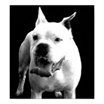 Handsome White Boxer posters