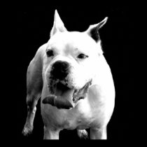 Handsome White Boxer posters