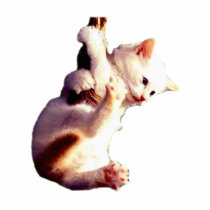 Hang In There Baby Cat Photo Cut Outs