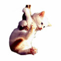 Hang In There Baby Cat photo sculptures by Photo_Sculpture_Shop Hang In There Baby Cat photo sculptures
