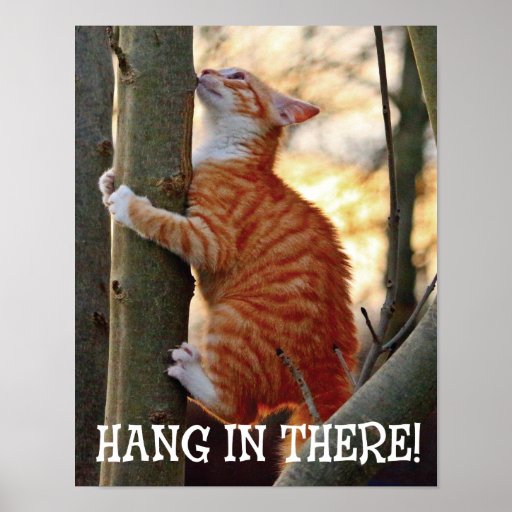 hang in there cat t shirt