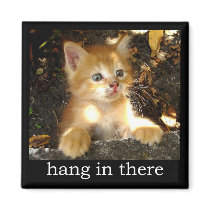 Hang In There - Kitten Magnet
