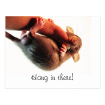 Hang in There Rat postcards
