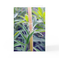 Hang On Greeting Card by CreatureCreations Hang On Greeting Card