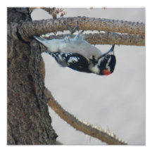 Hangin Out by Leslie Peppers Art Photo