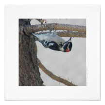 Hangin Out by Leslie Peppers Photo