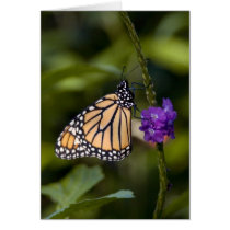 Hangin' Out cards by niagaragirl Hangin' Out cards