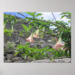 Hanging Flowers Poster