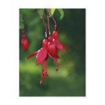 hanging fuchsia postcard