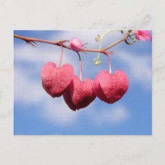 Hanging_hearts flower postcard postcard