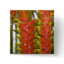 Hanging Heliconia, Weekly Tuesday fruit & Pins