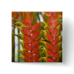 Hanging Heliconia, Weekly Tuesday fruit &amp; Pins