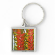 Hanging Heliconia, Weekly Tuesday fruit & Keychains