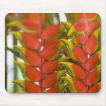 Hanging Heliconia, Weekly Tuesday fruit & Mousepad