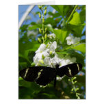 Hanging Heliconius Notecards