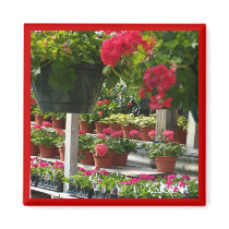 "Hanging Hothouse Geraniums" Magnets