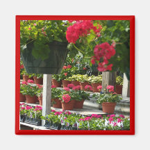 "Hanging Hothouse Geraniums" Magnets