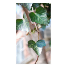 Hanging Ivy [Business] Business Card Template
