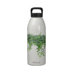Hanging Leaves Bottle water bottles