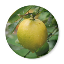 Hanging Lemon Magnets