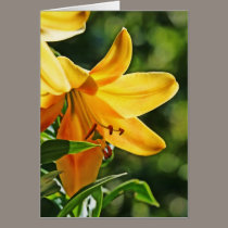 Hanging Lily cards