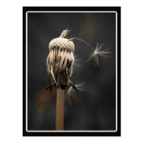 Hanging on! postcards