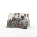hanging with the boys cards by SeattleImagery hanging with the boys cards