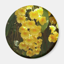 Hanging Yellow Orchids Magnet