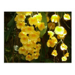 Hanging Yellow Orchids Postcard