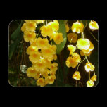 Hanging Yellow Orchids Premium Magnet
