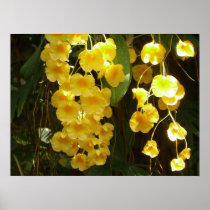 Hanging Yellow Orchids Print