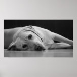 Hank 'ONE' Canvas Print