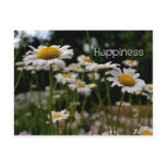 Happiness-Daisies Postcard