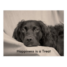 Happiness is a Treat Postcard