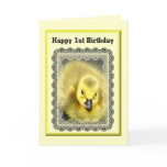 1st, birthday, baby, birthday, child, gosling,