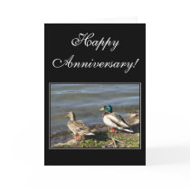 Happy Anniversary Mallard ducks greeting card