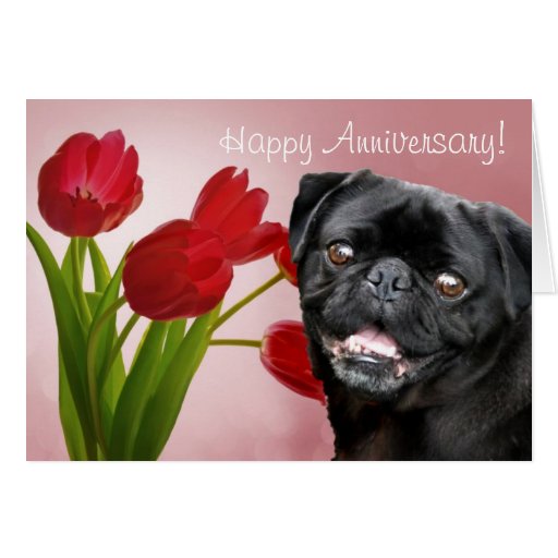 pug anniversary card happy anniversary pug greeting card zazzle pug anniversary card happy anniversary pug greeting card zazzle