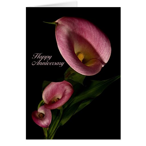 Happy Anniversary with Pink Calla Lily Card Zazzle