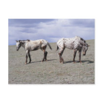 Happy Appys Postcards
