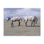 Happy Appys Postcards