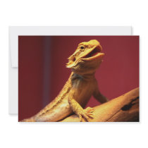 Happy Bearded Dragon Announcement