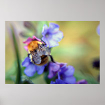 Happy Bee posters