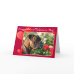 Happy Belated Valentine's Day Boxer Dog card